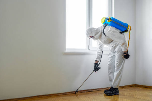 Wasp Removal Services in Kirkland, IL