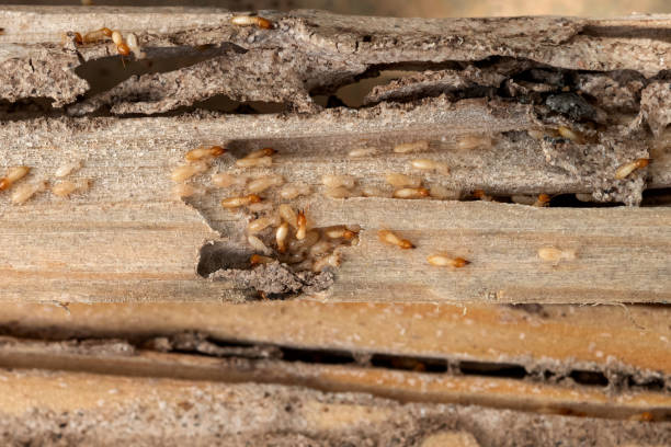 Best Residential Pest Control  in Kirkland, IL